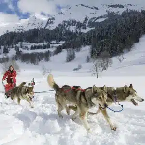 chien de traîneau Sport outdoor La Clusaz hiver