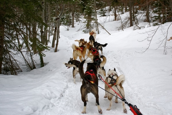 Chien De Traineau La Clusaz La Giettaz La Clusaz Aventure Chien De Traineau La Clusaz La Giettaz La Clusaz Aventure