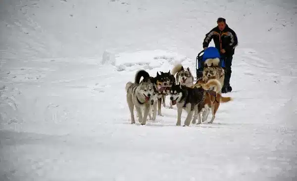 Chien de traîneau La Clusaz