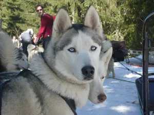 chien de traineau