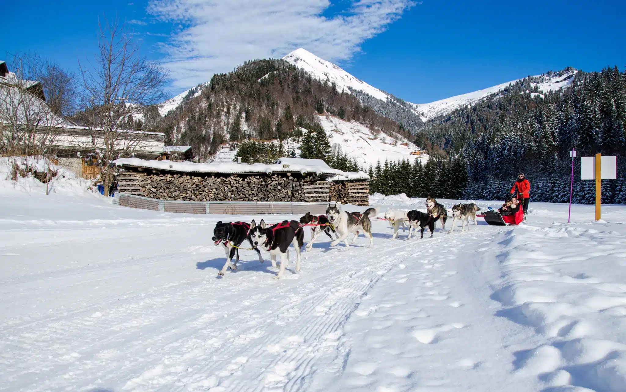 Chien de traîneau à La Clusaz